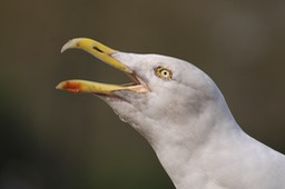 21032787102_5fc99464d0_o