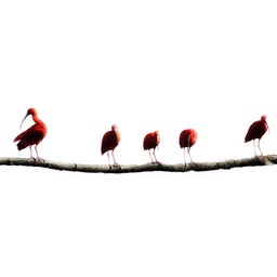 birds in a tree