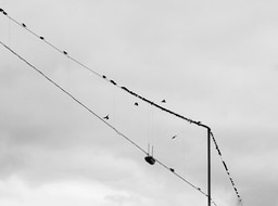 birds on a wire