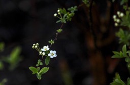 bloemetjes