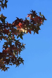 blue sky