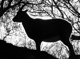 bok