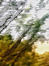 Bomen - Trees. 
