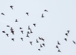 camargue