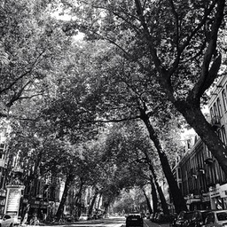 Trees Ceintuurbaan Amsterdam