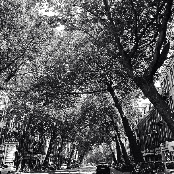Trees Ceintuurbaan Amsterdam