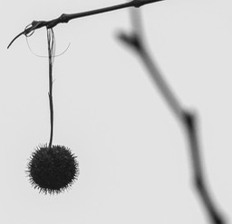 contrast