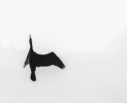 Cormorant. Aalscholver