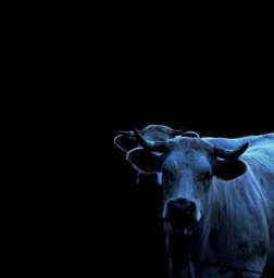 Cow in the night
