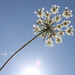 Cow Parsley