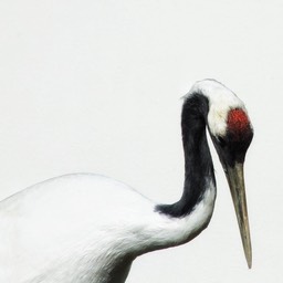 Crane 2