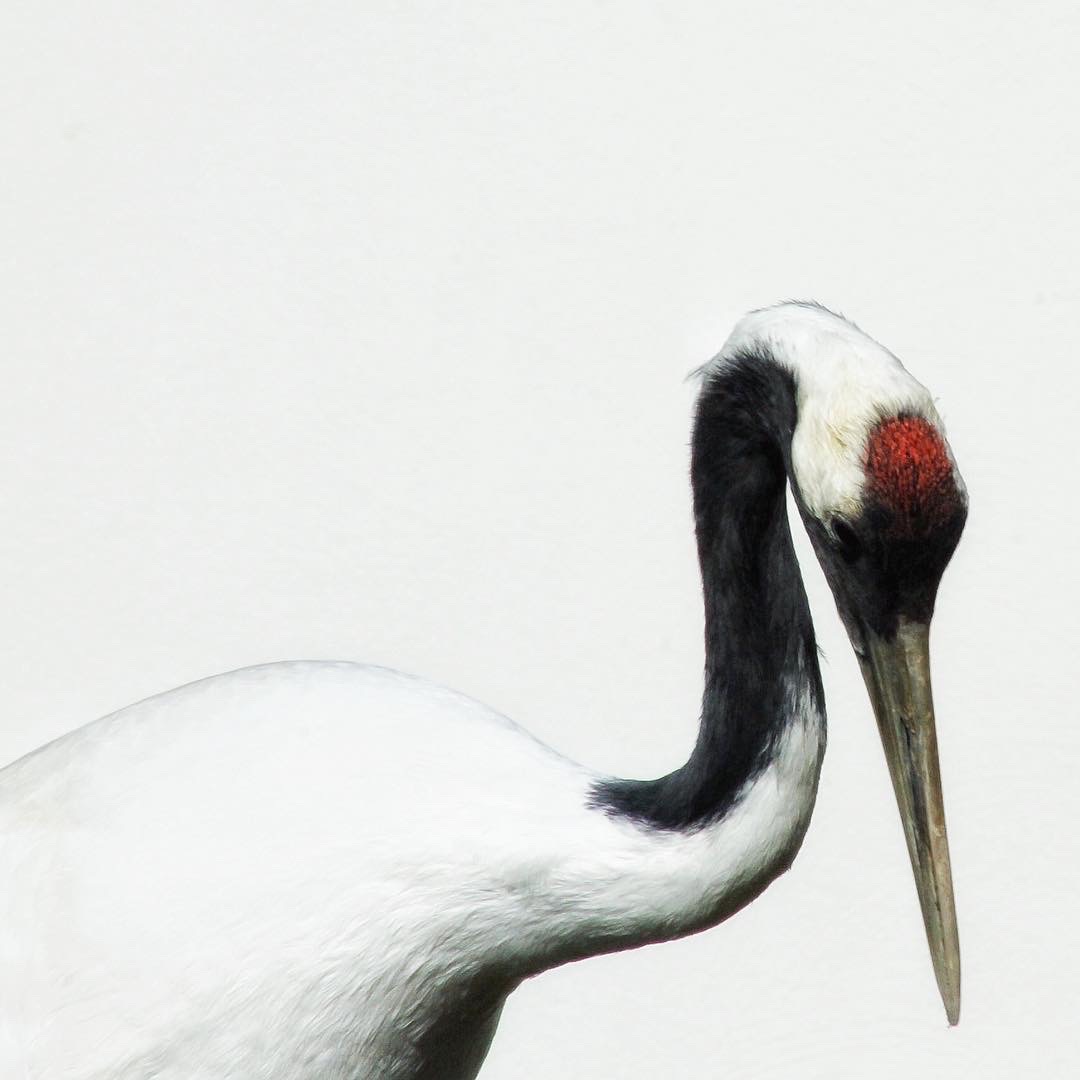 Crane 2
