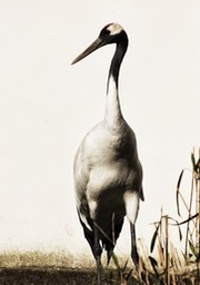 Crane