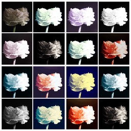 Diversity 2017 Flower
