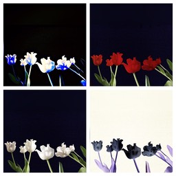 Diversity 2017 Tulips