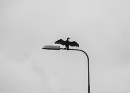 Drogen