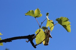 druivenblad