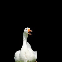 eend