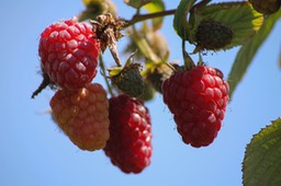 fruit