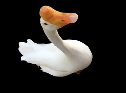 Gans