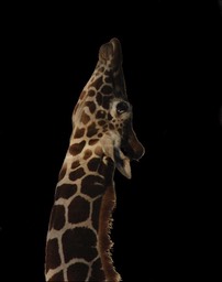 Giraffe 2