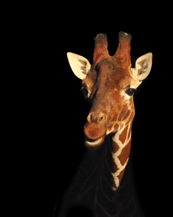 Giraffe 