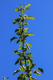 hemelsblauw
