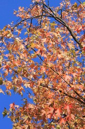 herfst