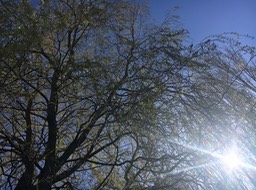 IMG_0379