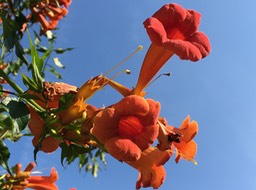 IMG_0681