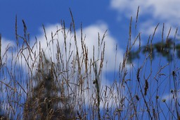 IMG_0768