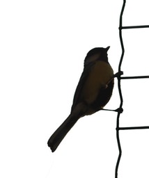 IMG_6356