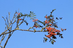 IMG_9267