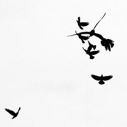 Jackdaw and Seagul
