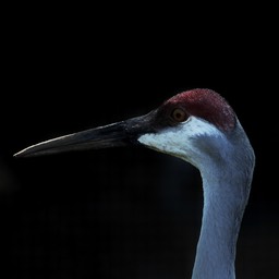 Japanse Kraanvogel