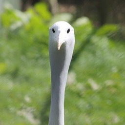 jufferkraanvogel