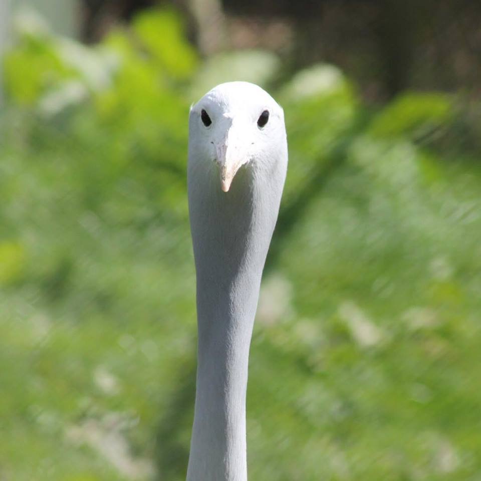 jufferkraanvogel