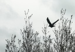 kraai silhouet