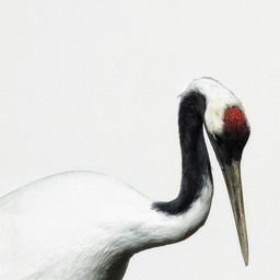 Kraanvogel