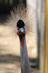 Kroonkraanvogel copy
