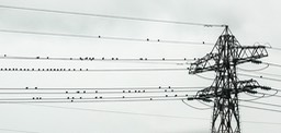 on a wire silhouet