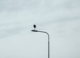 Ooievaar op de uitkijk 2