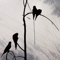 Parakeets