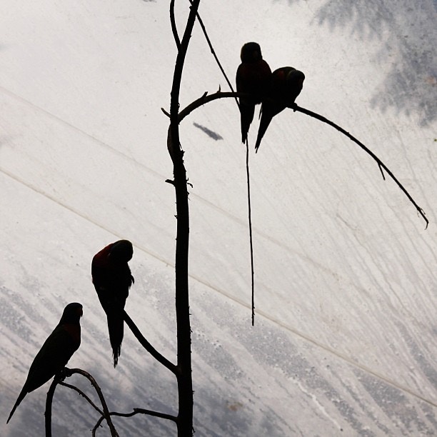 Parakeets