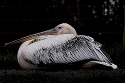 pelikaan