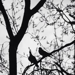 Pigeons