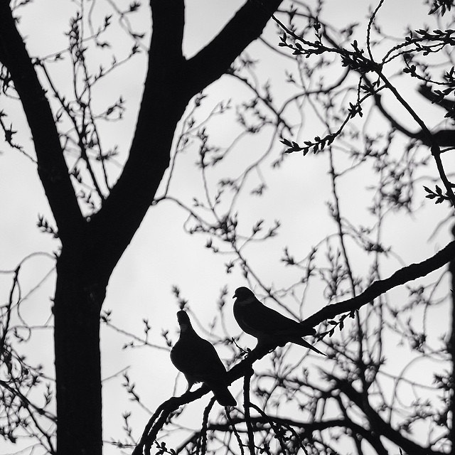 Pigeons