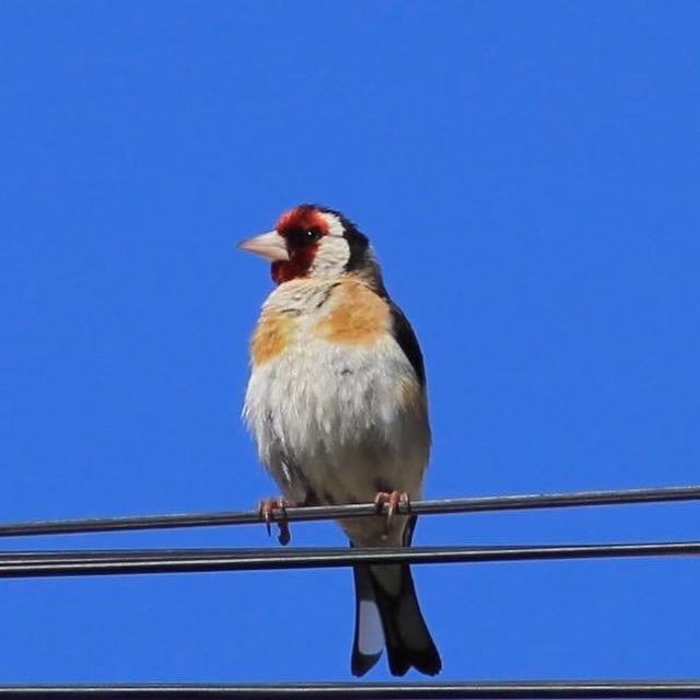 Puttertje