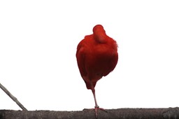 Red Ibis