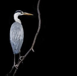 reiger
